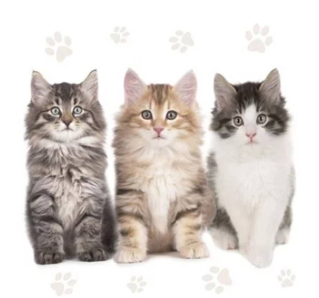 Cat Paper Napkin - Luncheon Size
