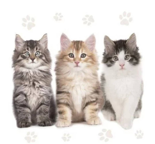 Cat Paper Napkin - Luncheon Size