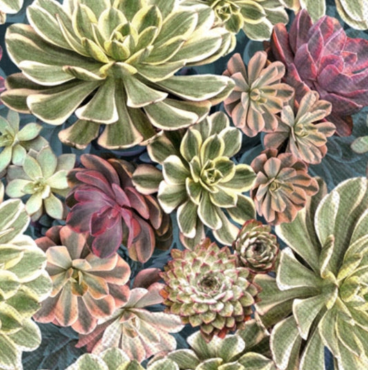 Succulent Cactus Paper Napkin - Cocktail Size