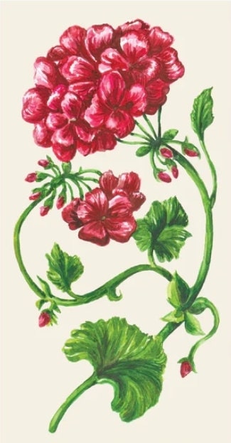 Vintage Botanical Flower Geranium Paper Napkin - Guest Size