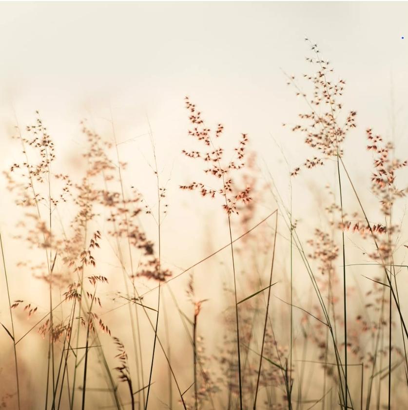 Fall Meadow Grasses Paper Napkin - Luncheon Size