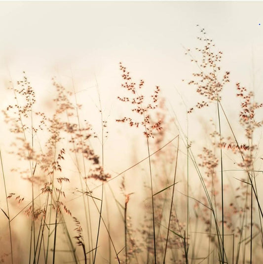 Fall Meadow Grasses Paper Napkin - Luncheon Size